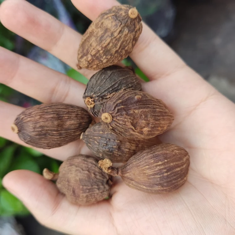 DRY BLDRIED BLACK VIETNAM CARDAMOM with the High Quality Best Price Spices & Herbs Products - What.sapp 0084 989 322 607