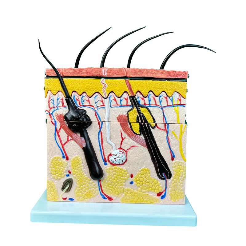 Factory medical science education model medical anatomical model  Anatomy Skin Model