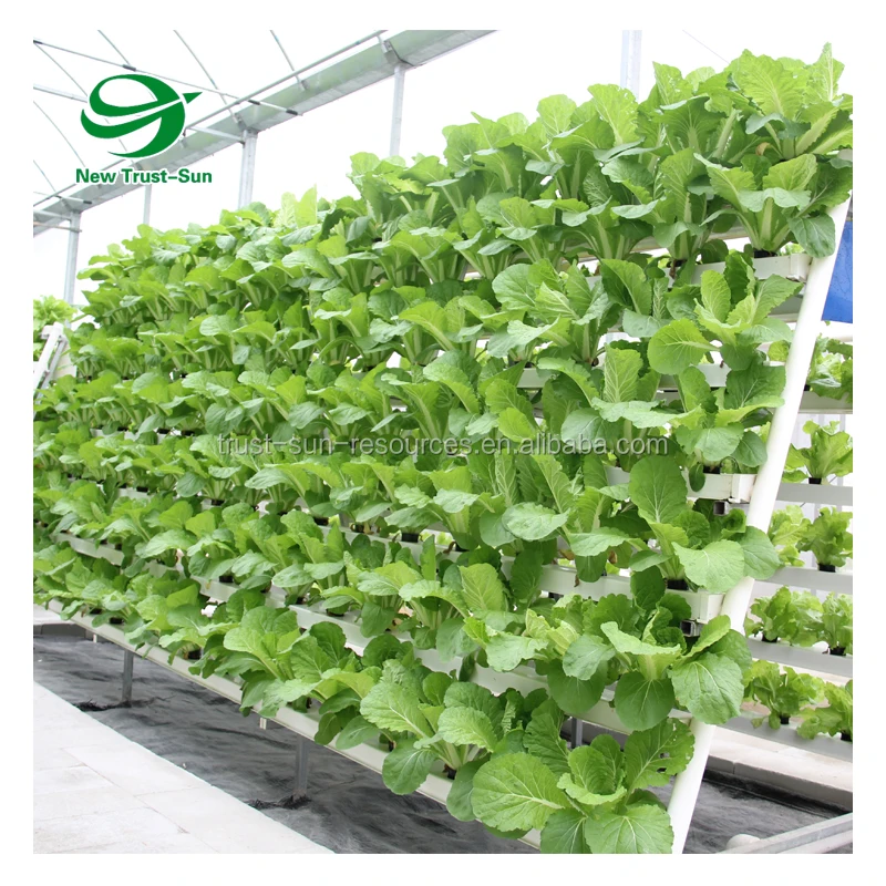 
Cost-effect Commercial Greenhouse with Fully Automatic Hydroponic Grow Systems 