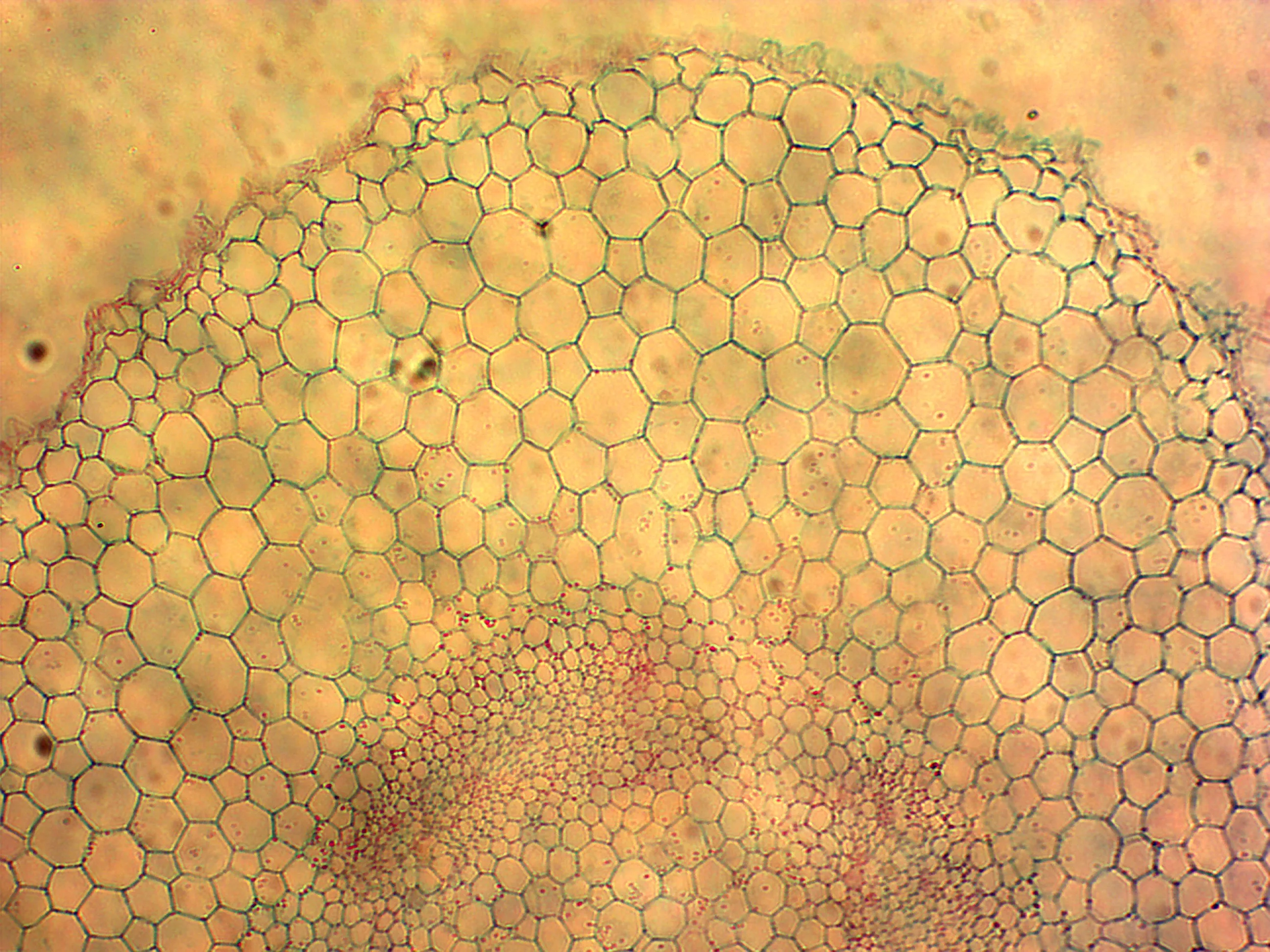 Lab 100 Pcs Microscope Slides Prepared for Kids Students Biology Specimen Lab Sample with Insects Plants Learning Home School