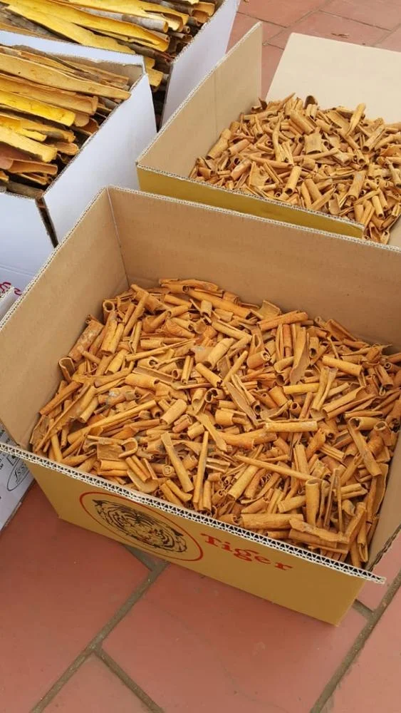 
BROKEN CASSIA PRICE IN VIETNAM KABC, KBBC 