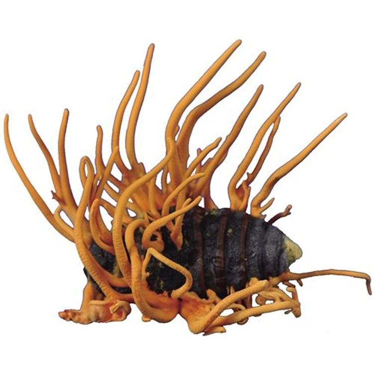 Оптовая продажа, кордицепс милитари, порошок, натуральный женьшень Cordyceps Sinensis таблетки