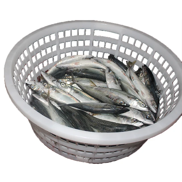 300-500g Mackerel Fish Frozen, Frozen Fish Mackerel exporters