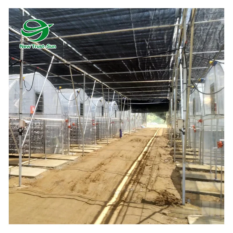 
wholesale Single-Span plastic shed shading system tunnel mushroom greenhouses 