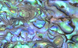Mother of pearl shell veneer paua abalone paper laminate shell sheet DB029