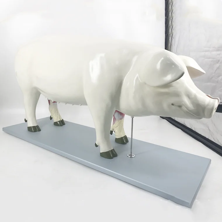 YA/B029 Pig Anatomical Model of Muscle Structure and Internal Organs Anatomical Morphology for Natural Size Education