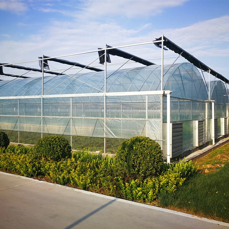 Factory Direct Supply Multi-Span Arch Plastic Film Greenhouse Tomato Greenhouse Turnkey Project