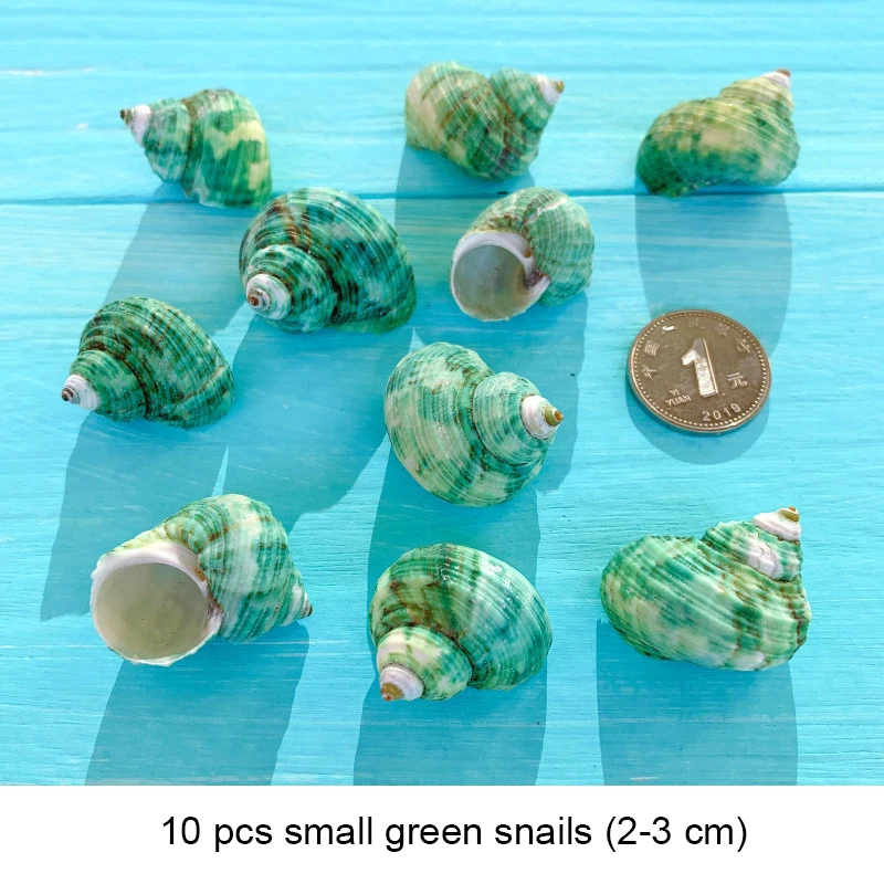 Small Seashell Mix Tiny Sea Shell Lot Beach Wedding Decor Sea Shells for Crafts