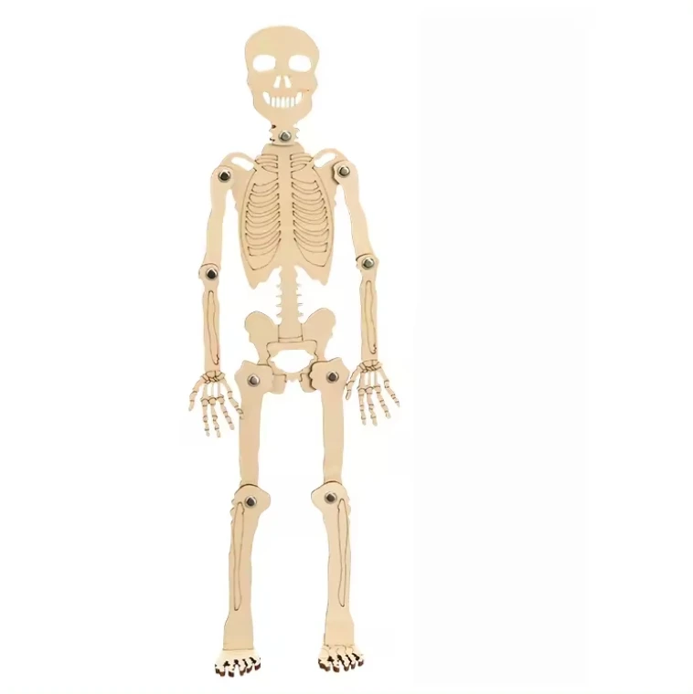 2024 MU Technologie Wooden Toy DIY Human Skeleton Science Wooden Assembly Toys For Kids