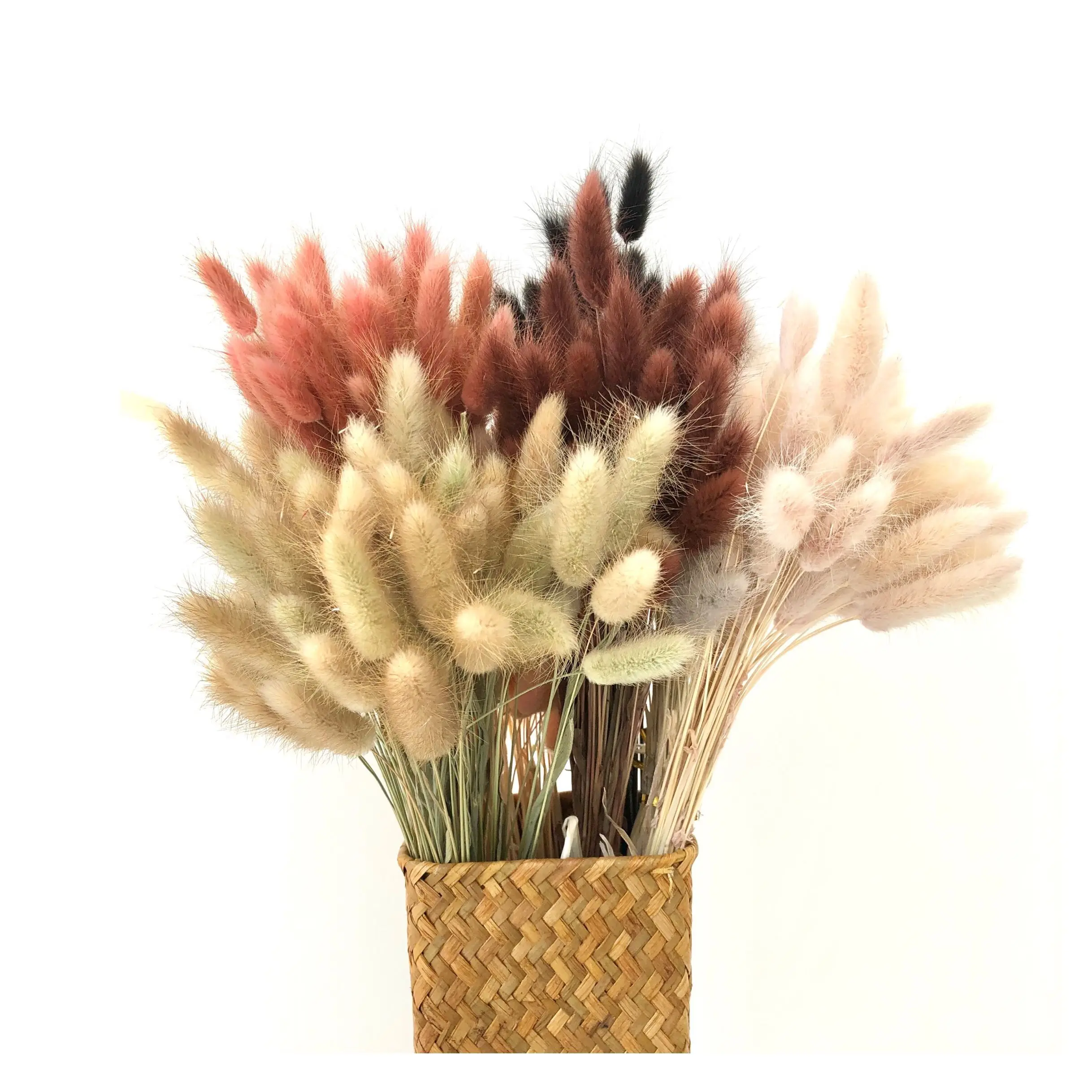 
2021 Ins Factory supply beautiful dried rabbit tail grass Lagurus ovatus for Wedding decoration 