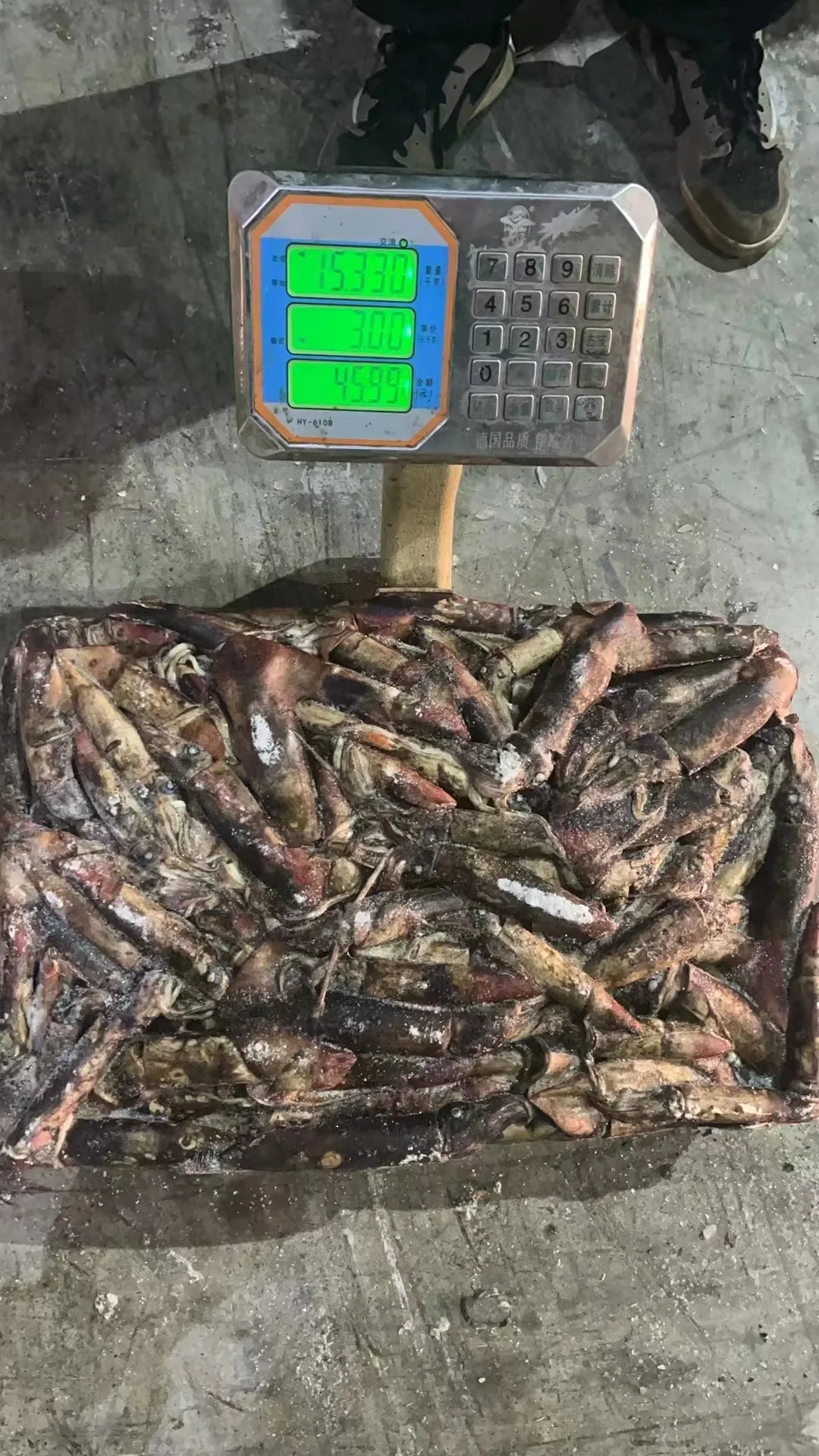 Wholesale Dried Rod Yo-zuri Yamashita Calamari Kalamar Fish Frozen Fishing Lures Bait Black Squid