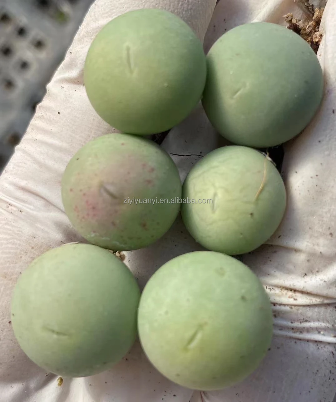 Редкий Lithops Conophytum calus для оптовой продажи, кактус, суккуленты, живые камни для помещений