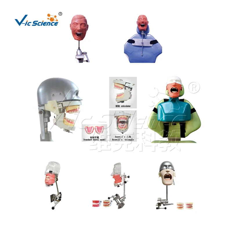 diseased teeth and gums anatomy model big size teeth dental teaching model