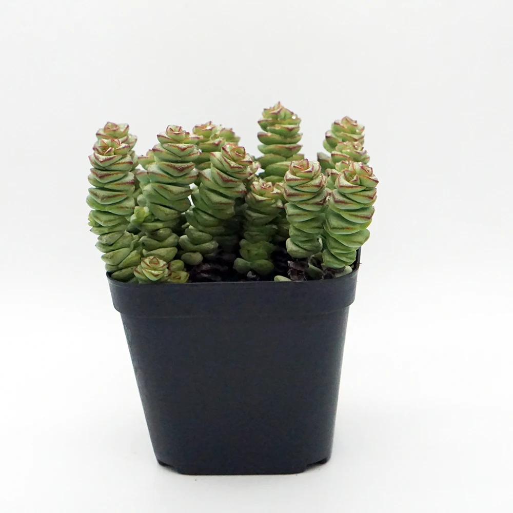 
Rare succulents wholesale plants live natural fresh korean echeveria succulents 