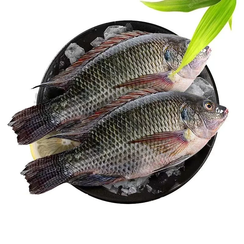 Africa food frozen fresh tilapia 10kg/ctn wholesale price  acultura tilapia