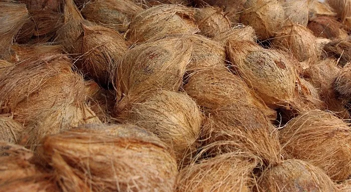 Pure Pollachi Semi Husked Coconuts for Export Vietnam