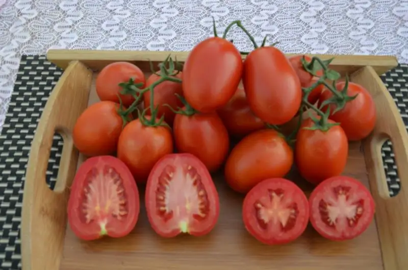 SXTS No.8187 vegetable seed f1 hybrid tomato seeds