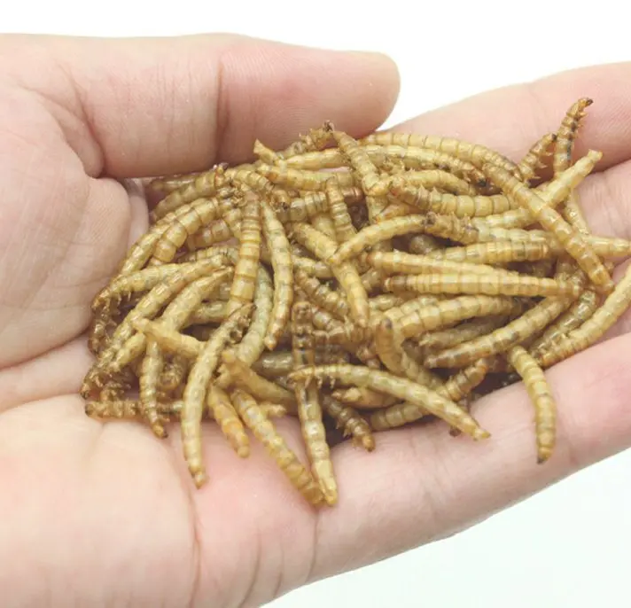 High Protein Dried Mealworm in Bulk for Wild Bird 5 KG