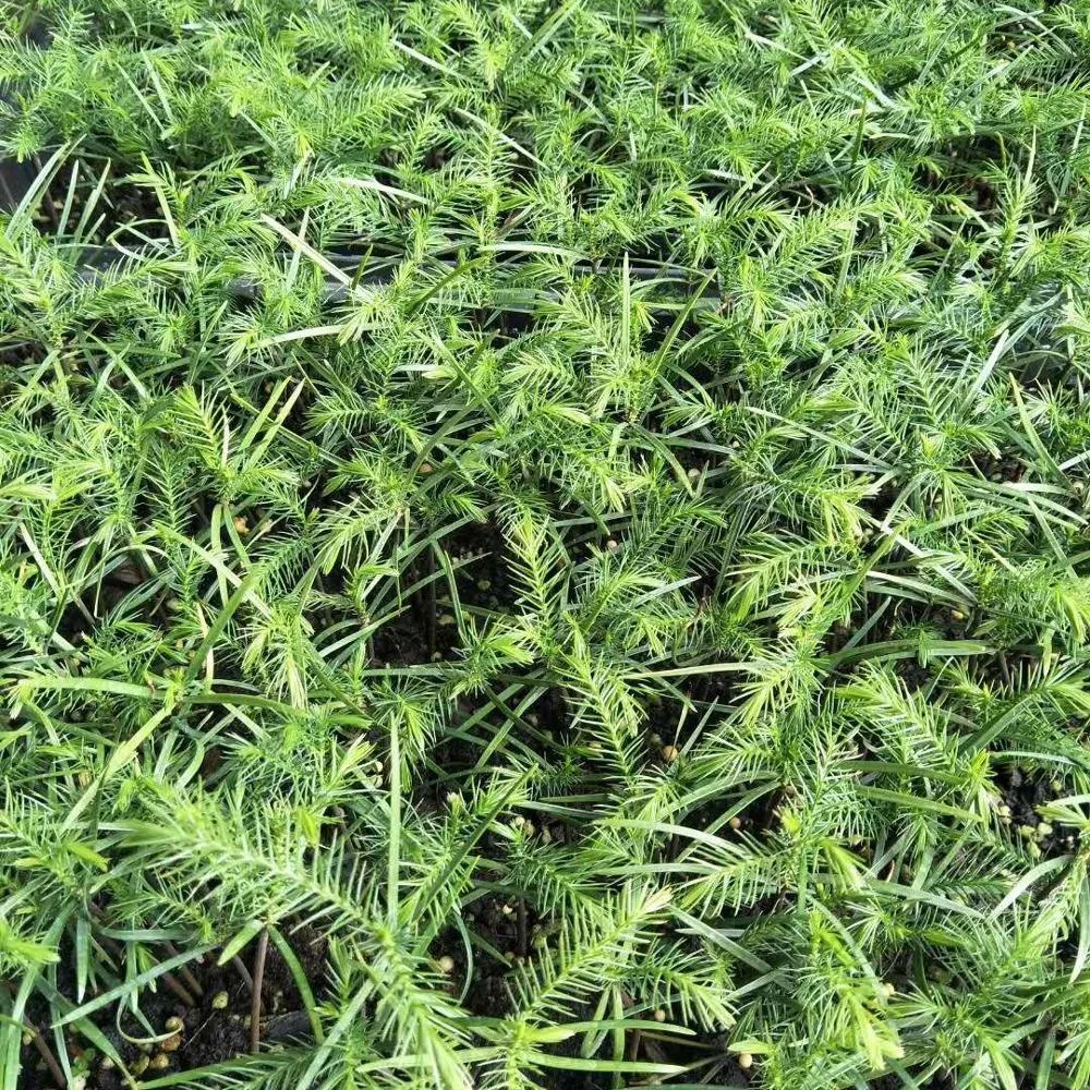 Завод рассады Араукария