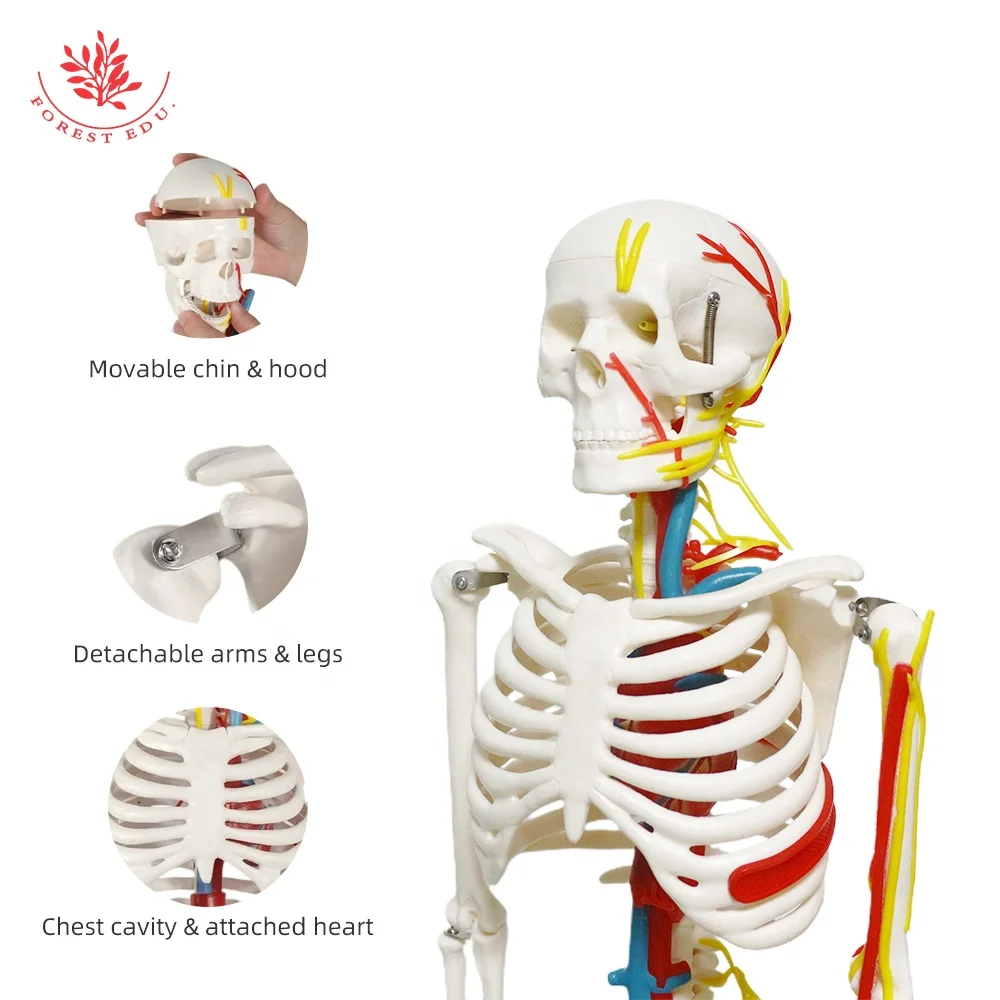 Medical Science Model FRT013 Include Heart Blood Vessel And Nerve 85cm High Quality Human Skeleton Anatomy Model