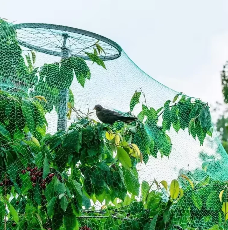 Hot Selling 100% PP Black White Green Anti-bird Agricultural Garden Plastic Bird Netting for Vegetable Farms