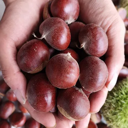 Dry chestnut farm chinese factory 40-60 pcs 1kg dried chestnut supplier vacuum packed chestnut price