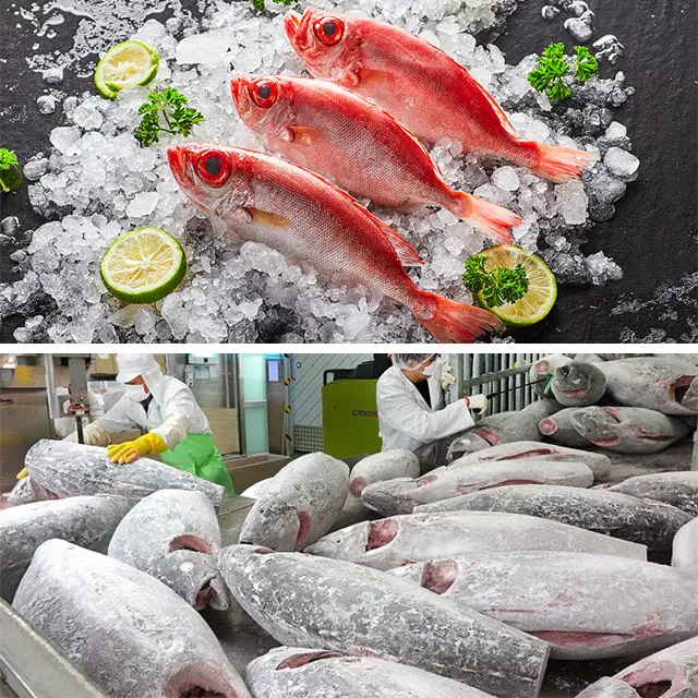 Hot Sale Seafood Freezer Ultra Low Cold Room For Fish  Frozen  Solar Cold Storage Room Blast Chiller