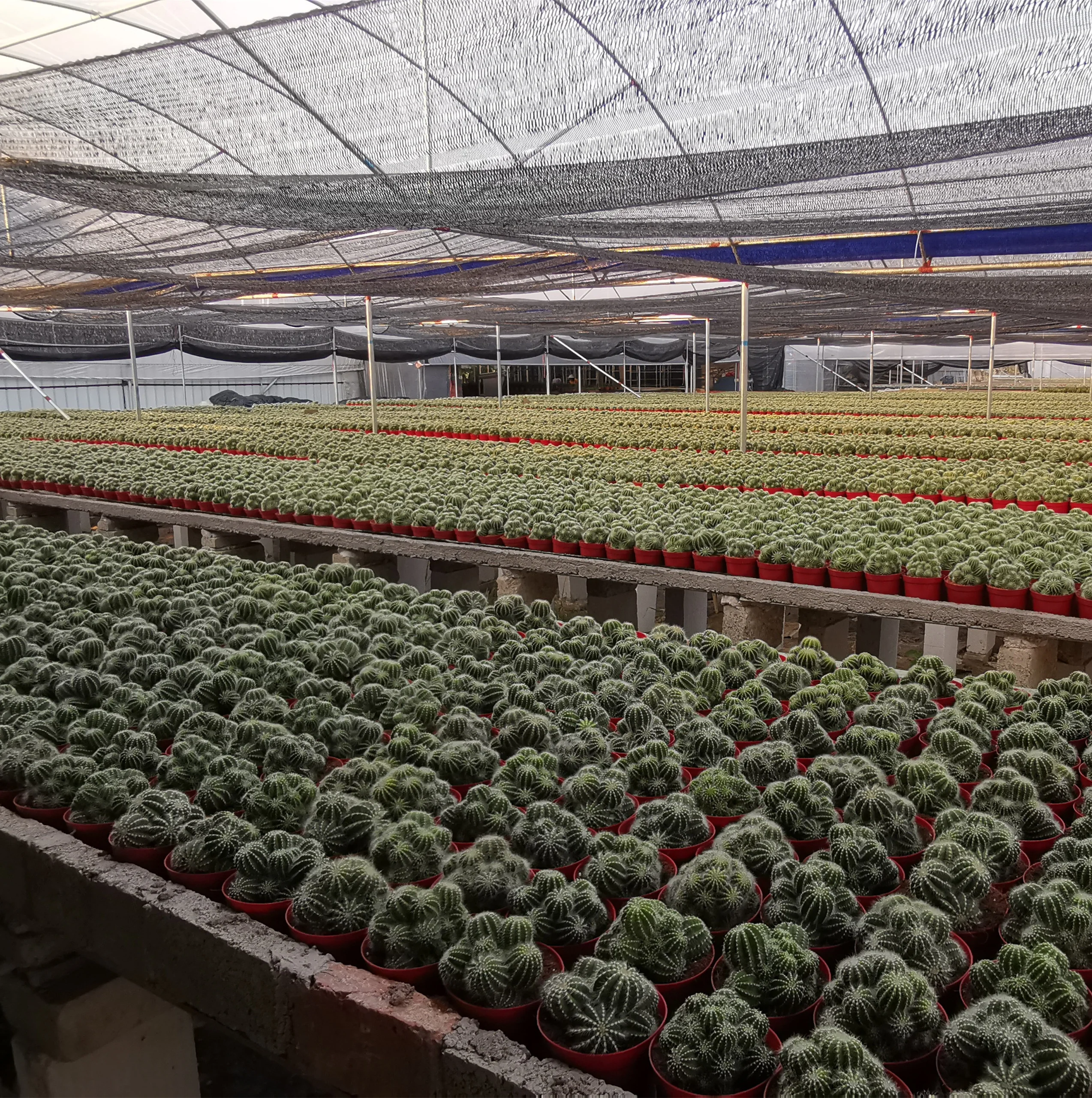 
Cactus Echinocactus grusonii 