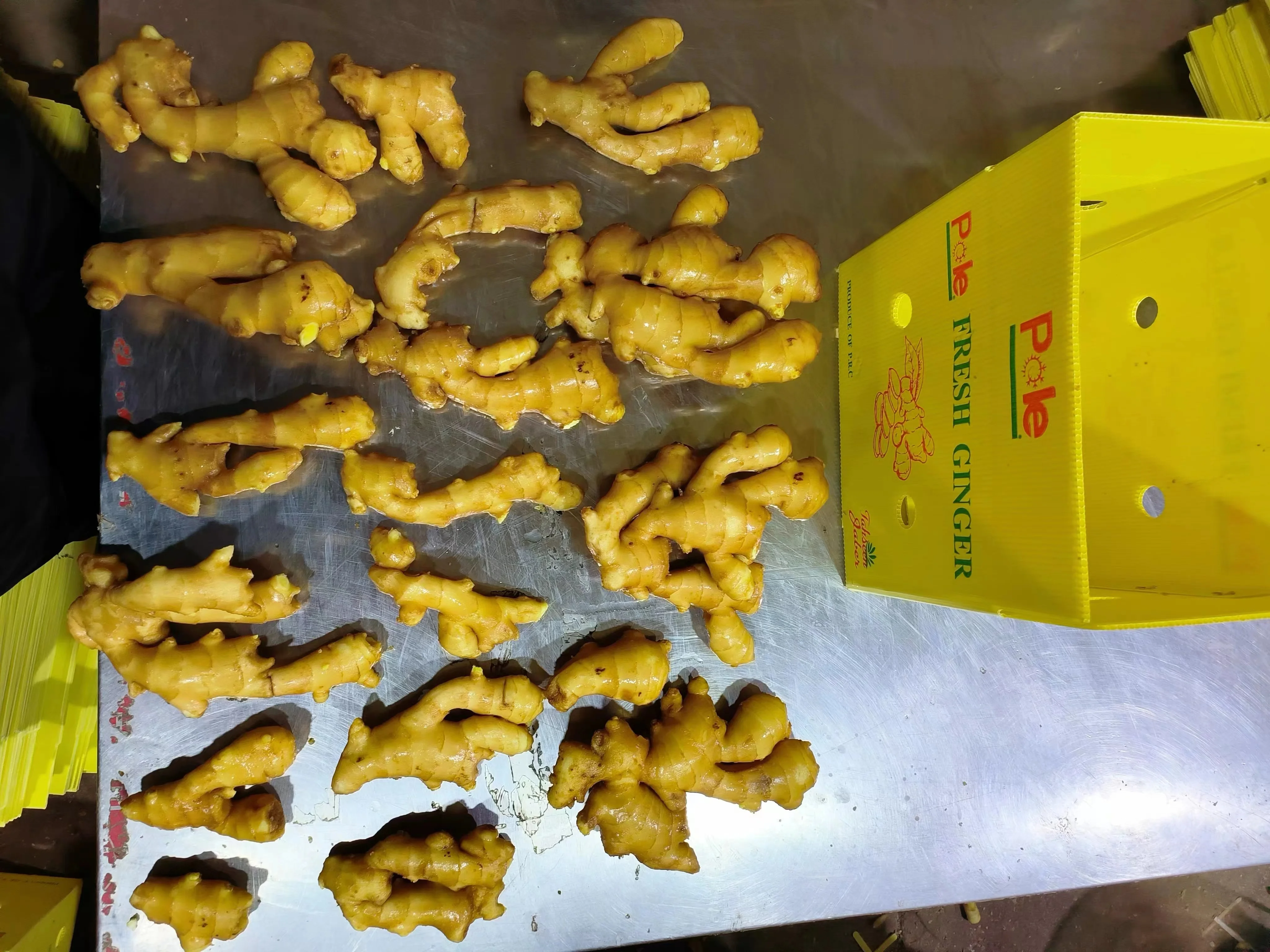 EXPORT / WHOLESALES High Quality Fresh Elephant Ginger From China 2023 Fresh Ginger