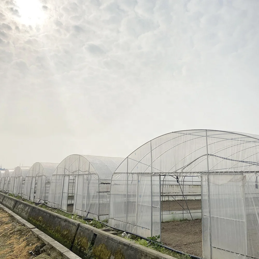 Stocked 8x30 Meter Agricultural Commercial Vegetable  Plastic Film Tunnel Greenhouse For Tomato Rose Mushroom