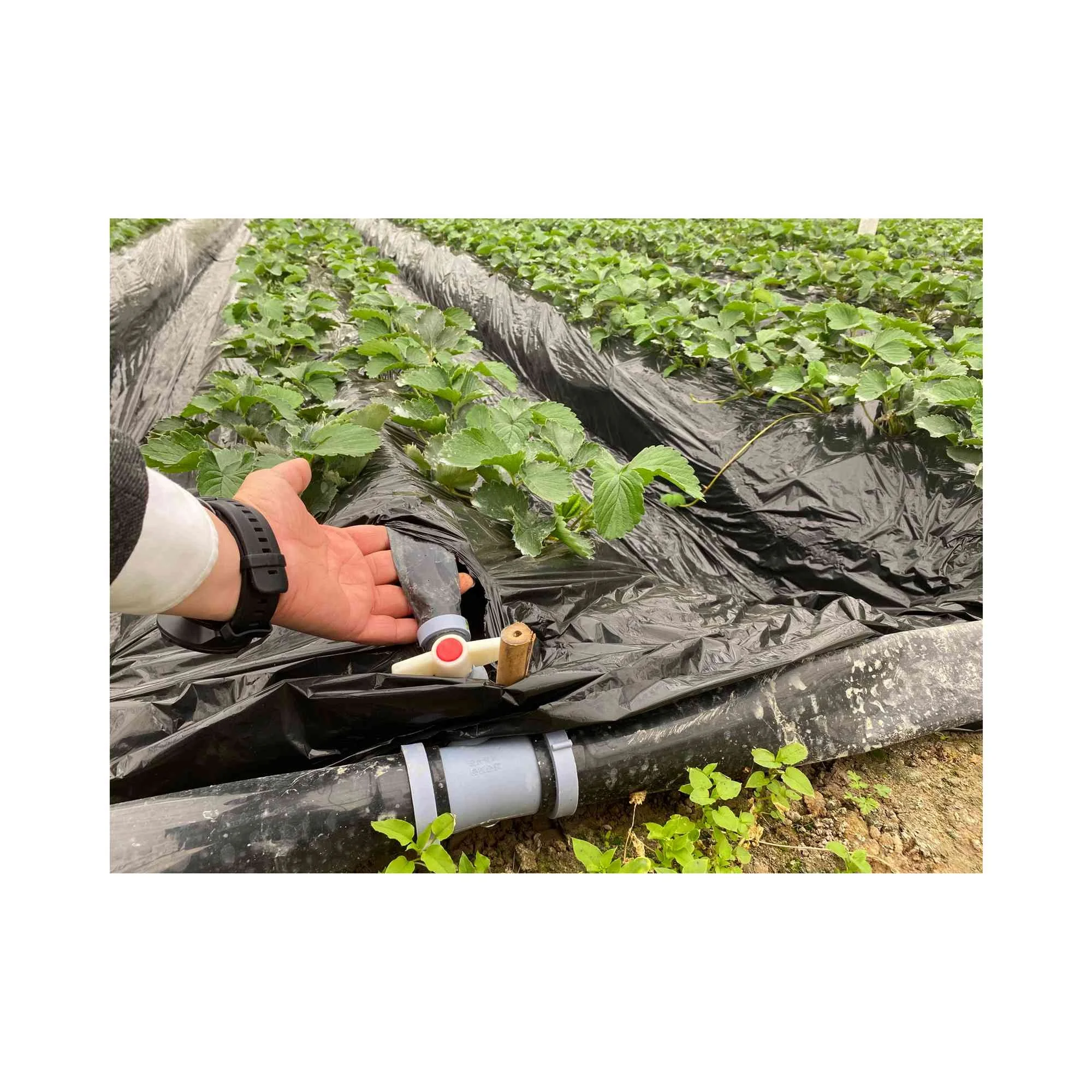pe hose Subsurface drip irrigation flexible water hose irrigation hose