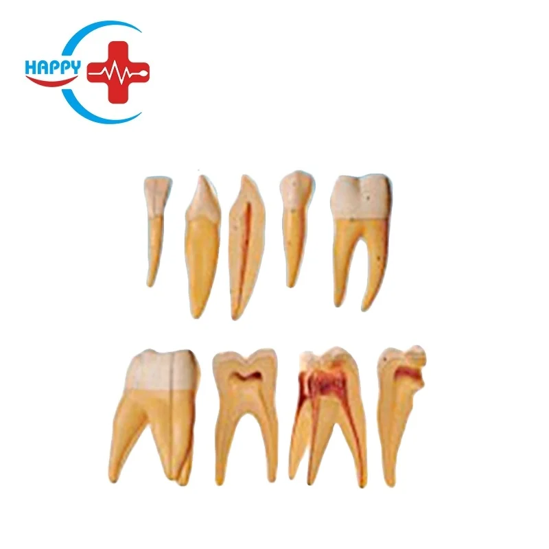 HC-S401 Standard Tooth Model Practical False Dental Teeth Giant Tooth Model Stand Tooth Enlargement Model