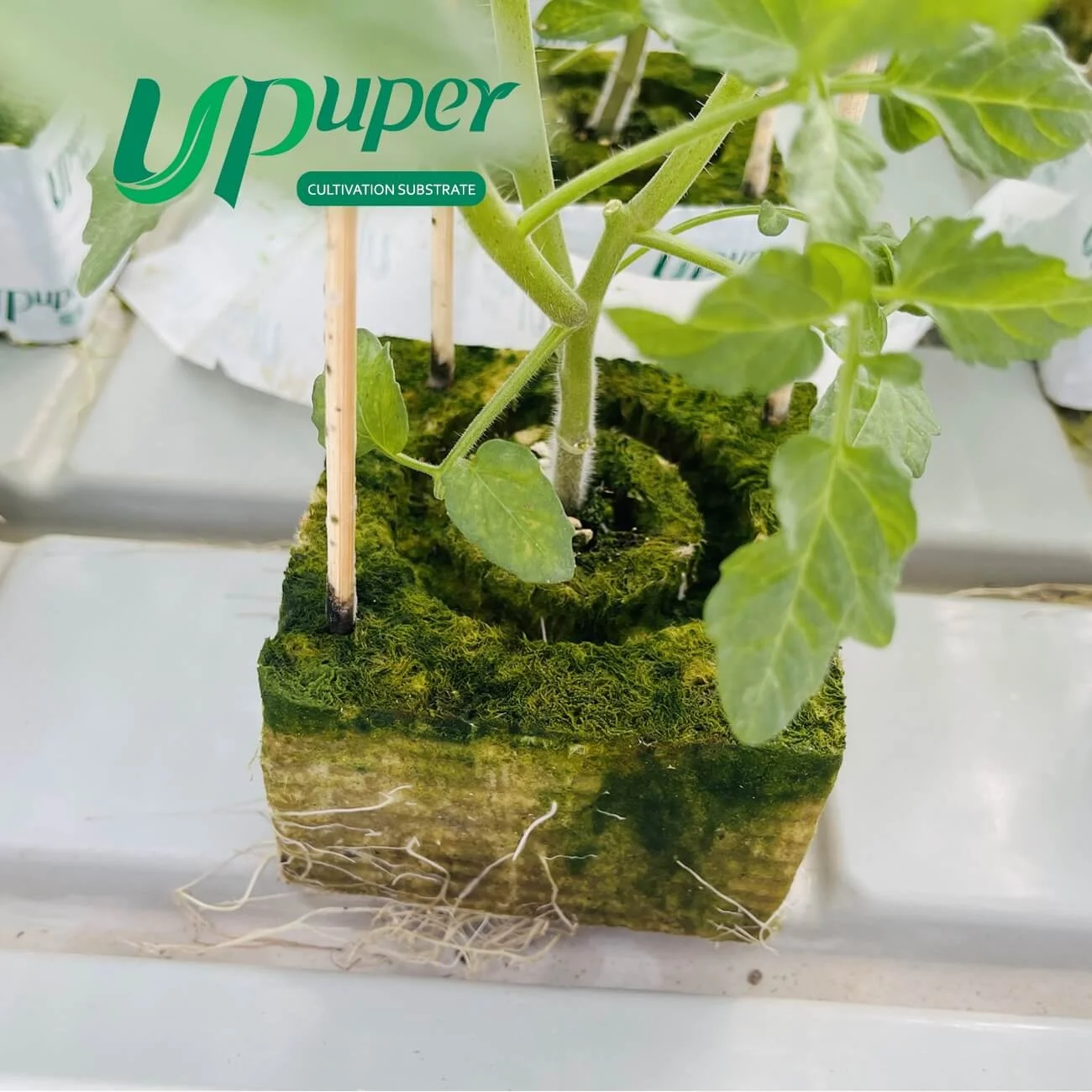 UPuper sustainable farming modern greenhouse 4 hydroponics rock wool cubes for growing