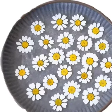 Chamomile Petal Scrapbooking Epoxy Resin Natural Plant Eco-friendly Real Pressed Flower