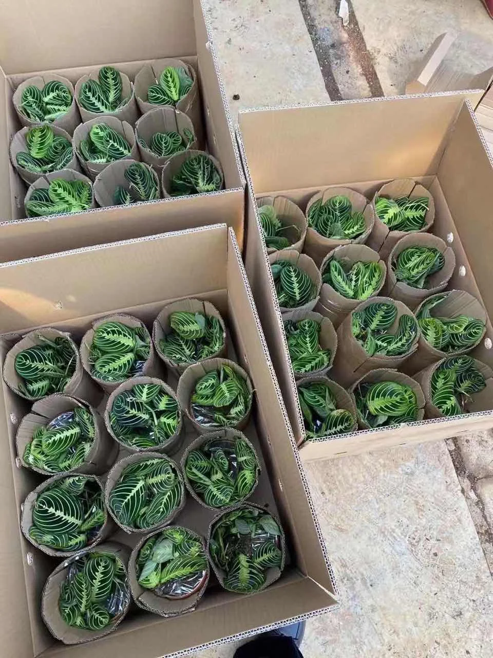 
 Молитвенное растение Maranta, лимонный лайм, калатея, Маранта, leuconeura var Massange calathea растения  