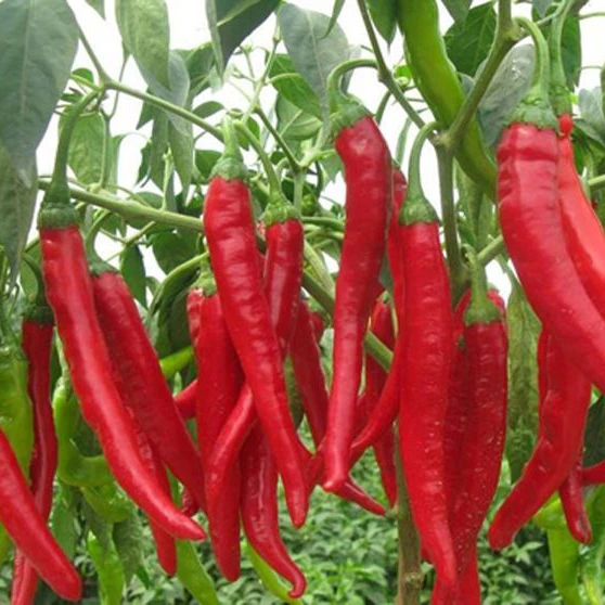 Hot Pepper Extract Capsaicin Oil 95% Capsaicin Food Grade  For Sale Price