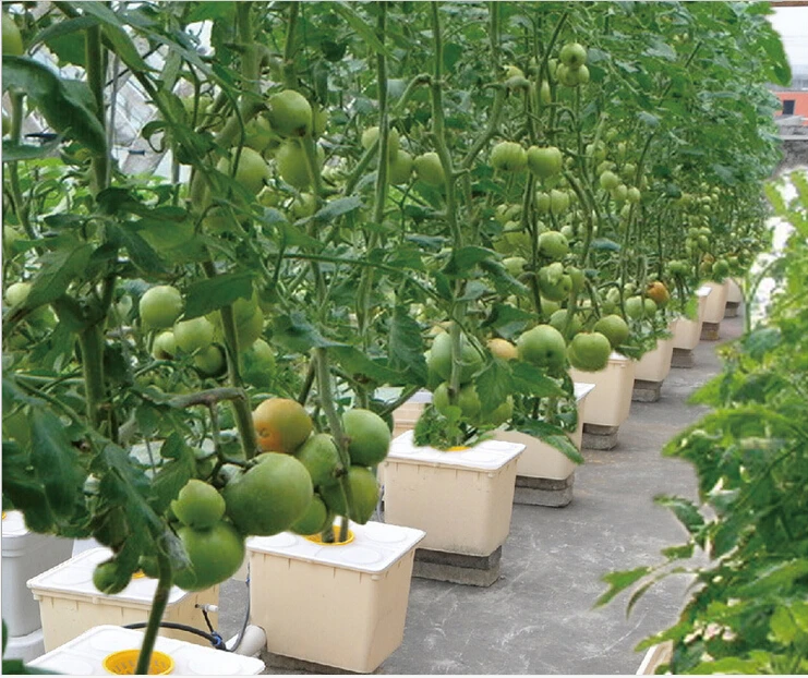 High Quality Hydroponic Growing System Greenhouse Dutch Bucket Dutch Barrels