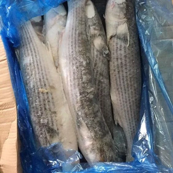 Hight quality  Gutted Grey Mullet Frozen on Land
