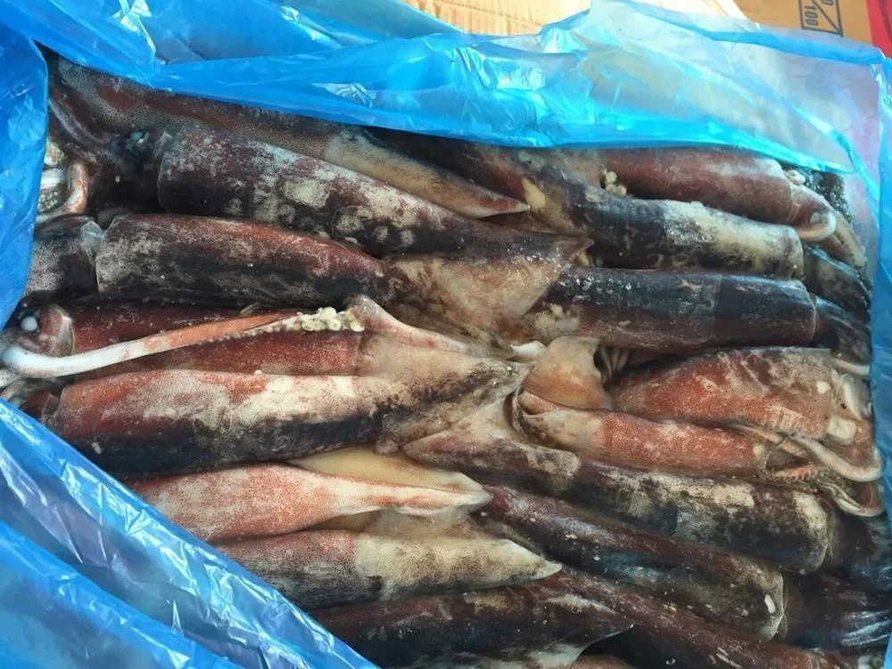 Low price Japanese Squid / Todarodes Pacificus