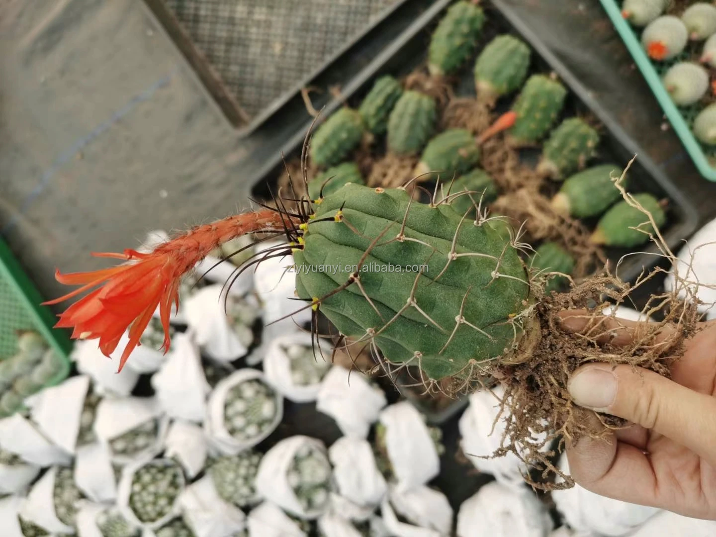 
New type green plant with pot plant greens for home garden decoration cactus 