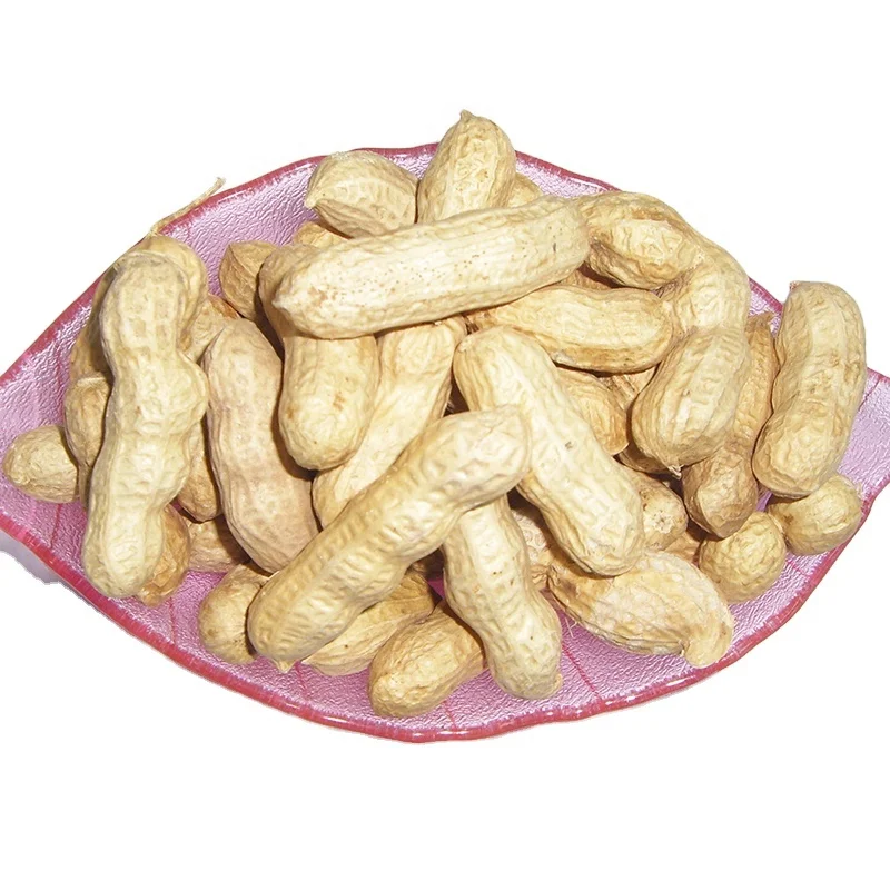 Halal Certificate Nuts & Kernel Snacks Roasted Peanut In Shell Cream Flavor Groundnut Wholesale And OEM Professional