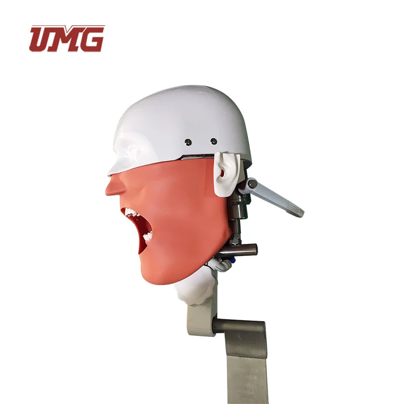 Tooth Models Senior Manikin  dental phantom head With Torso