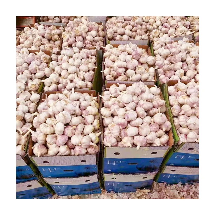 Hot Sale fresh white garlic in bulk super 4-7cm normal white Cheap Price natural white 5.0cm 2kgx10/carton for Wholesale