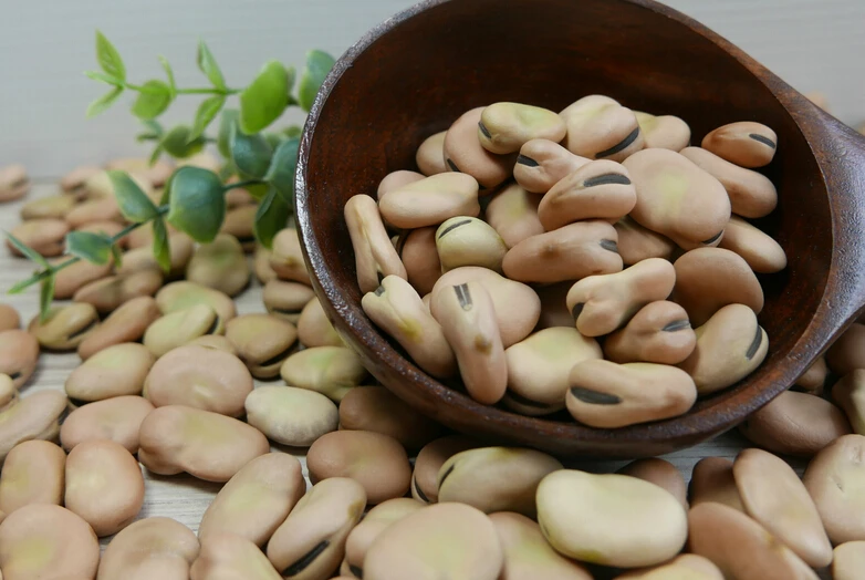 
New crop 2020 high quality of Faba beans 