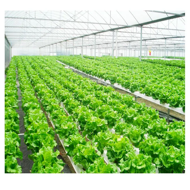 
Agricultural lettuce greens hydroponic system plastic film Multi-Span Greenhouse 