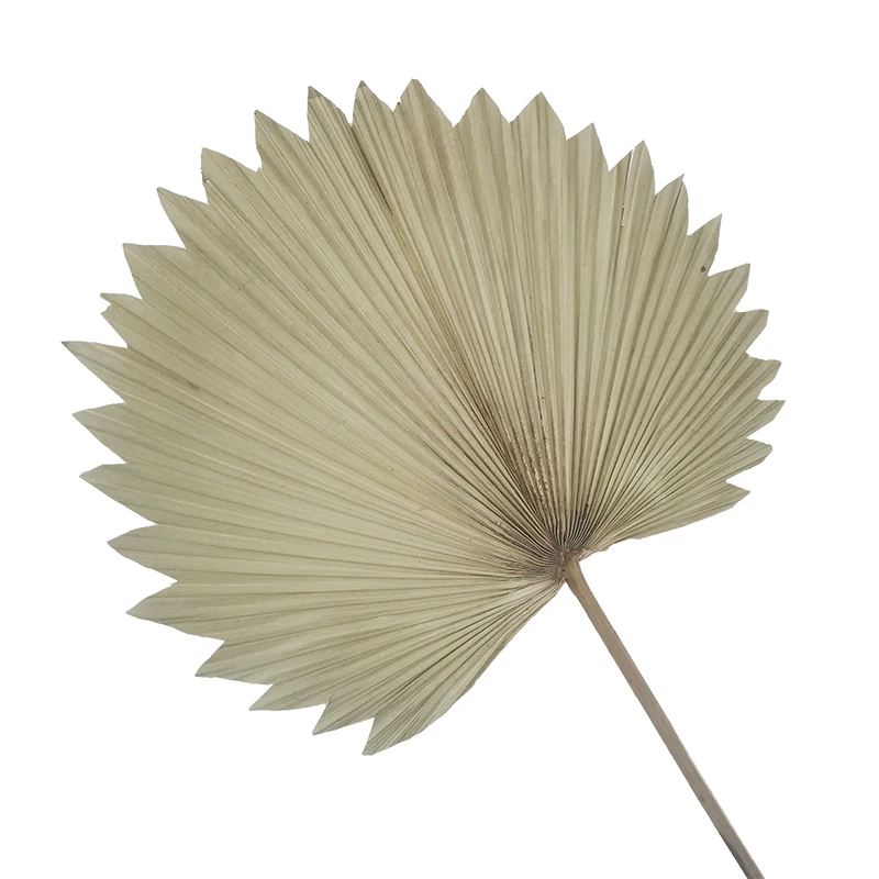 
2021 Ins Popular Cheap Dried Flower Beautiful Palm Leaves for Horticulture and Decoration 