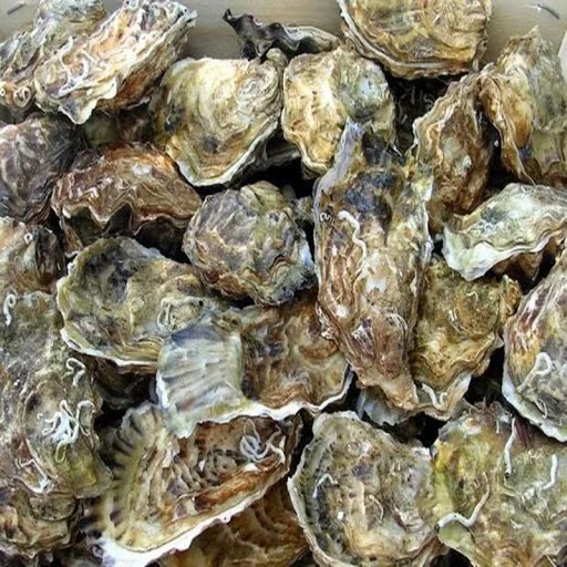 
 Высококачественные свежие устрицы для морепродуктов, высокое качество, конкурентоспособная цена  