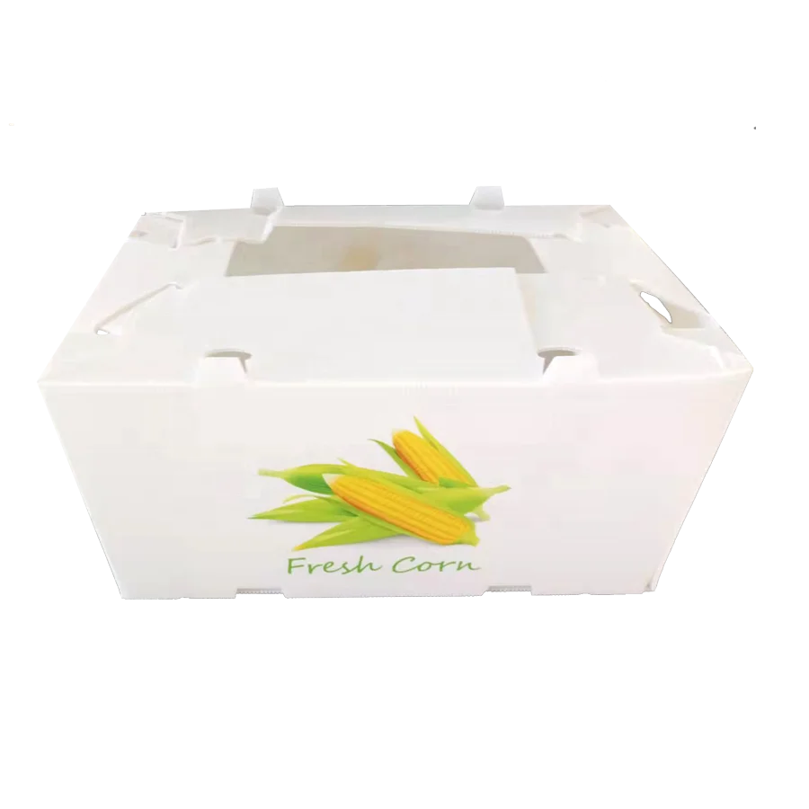 PP Corrugated Plastic Coroplast Fruit Cardboard Box for Packing Orange Mango Grape Tomato Asparagus Ginger etc