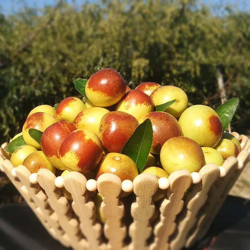 
Fresh China jujube fruits red jujube fresh dates fruit fruit for sale 