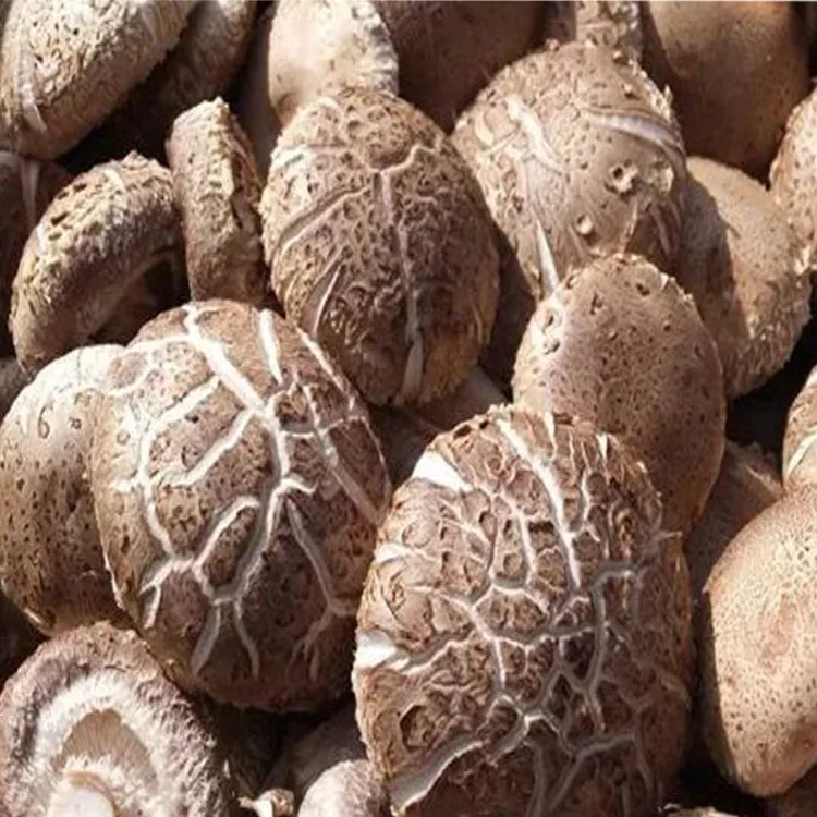  Органические свежие грибы shiitake коричневого цвета оригинальный тип долговечный продукт ISO модель